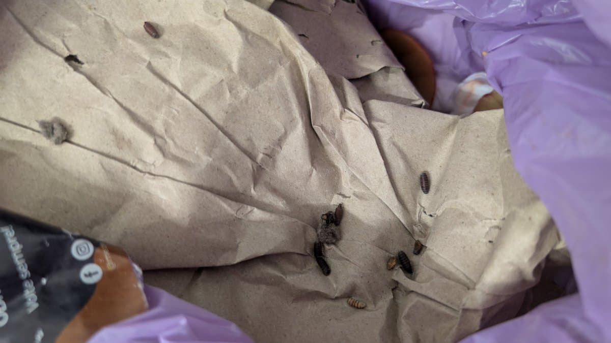 Beige Xbox 360 E shell with dark burn marks and insect remains visible on interior surface during cleaning restoration.